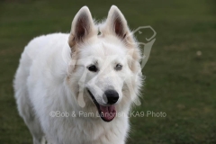 Shepherd - White Swiss