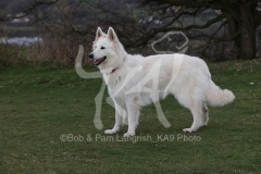 Shepherd - White Swiss