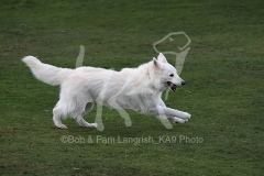 Shepherd - White Swiss