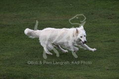 Shepherd - White Swiss