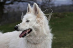 Shepherd - White Swiss