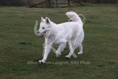 Shepherd - White Swiss