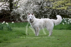 Shepherd - White Swiss