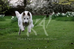 Shepherd - White Swiss