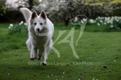 Shepherd - White Swiss