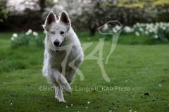 Shepherd - White Swiss