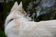 Shepherd - White Swiss