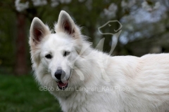 Shepherd - White Swiss