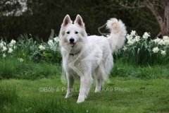 Shepherd - White Swiss