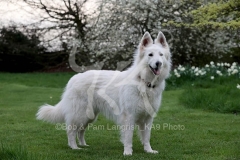 Shepherd - White Swiss
