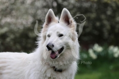 Shepherd - White Swiss