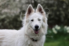 Shepherd - White Swiss