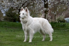 Shepherd - White Swiss