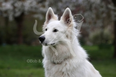Shepherd - White Swiss