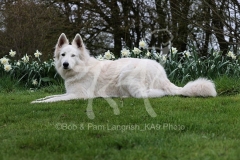 Shepherd - White Swiss