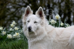 Shepherd - White Swiss