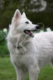 Shepherd - White Swiss