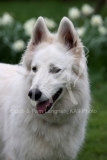 Shepherd - White Swiss