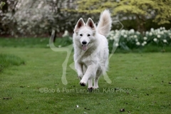 Shepherd - White Swiss