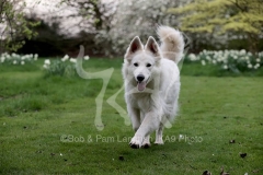 Shepherd - White Swiss