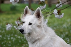 Shepherd - White Swiss