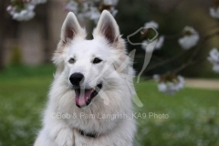 Shepherd - White Swiss
