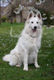 Shepherd - White Swiss