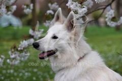 Shepherd - White Swiss