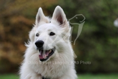 Shepherd - White Swiss