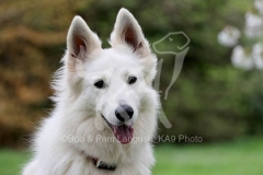 Shepherd - White Swiss