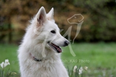 Shepherd - White Swiss