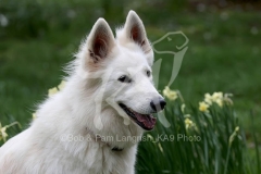 Shepherd - White Swiss