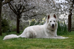 Shepherd - White Swiss
