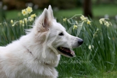 Shepherd - White Swiss