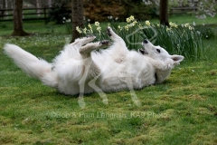 Shepherd - White Swiss