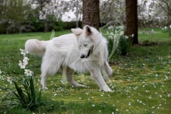 Shepherd - White Swiss