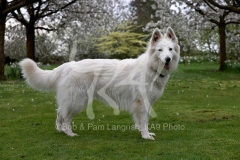 Shepherd - White Swiss