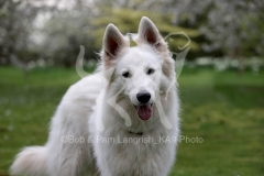 Shepherd - White Swiss