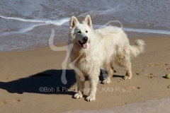 Shepherd - White Swiss