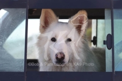 Shepherd - White Swiss