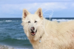 Shepherd - White Swiss