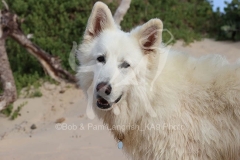 Shepherd - White Swiss