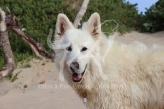 Shepherd - White Swiss