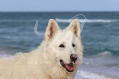 Shepherd - White Swiss