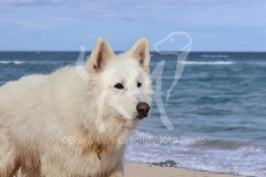 Shepherd - White Swiss