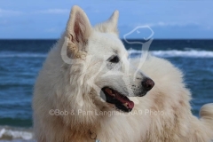 Shepherd - White Swiss