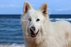 Shepherd - White Swiss