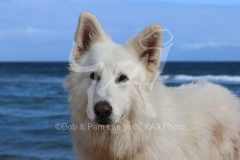 Shepherd - White Swiss