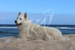 Shepherd - White Swiss