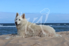 Shepherd - White Swiss